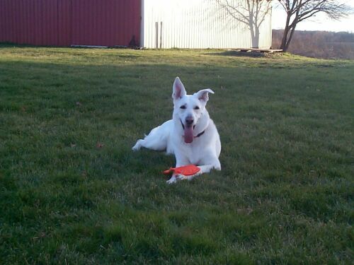 I have a Frisbee!
